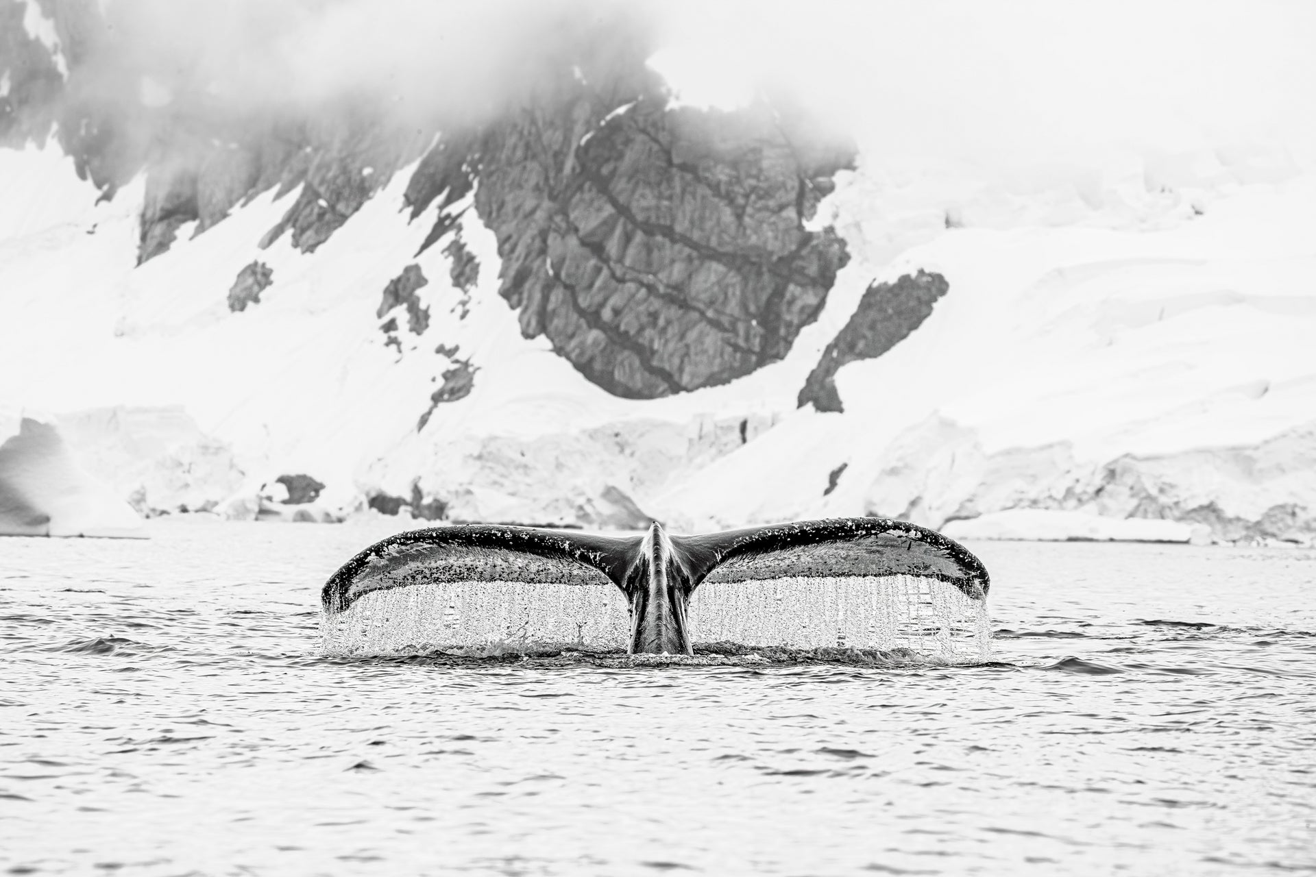 Antarctica & South Georgia