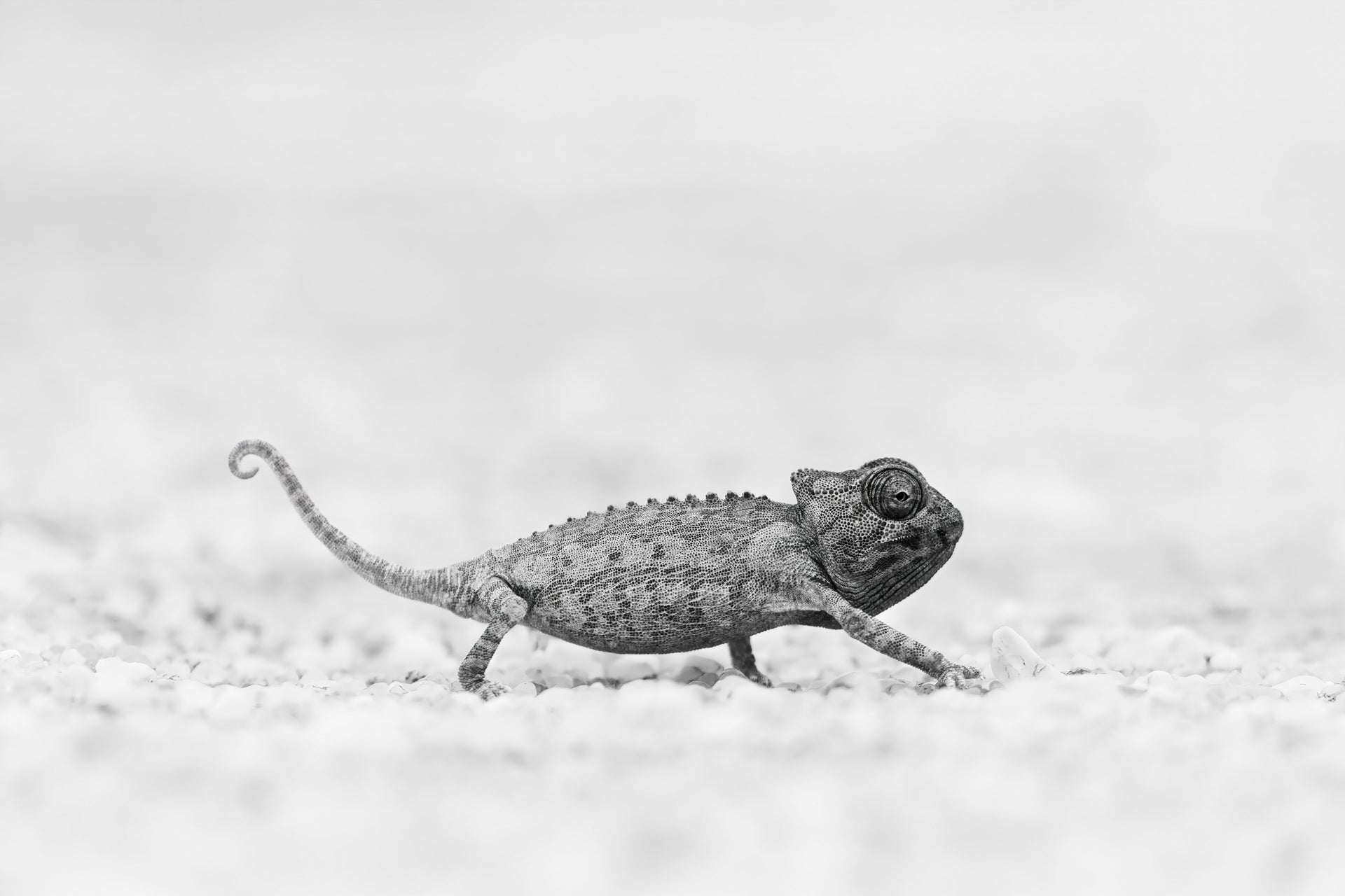 Out Of The Grey