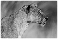 The Lion Queen