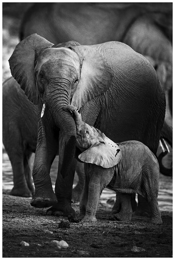 Affection