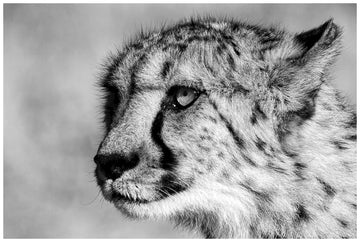 The Hunter’s Gaze