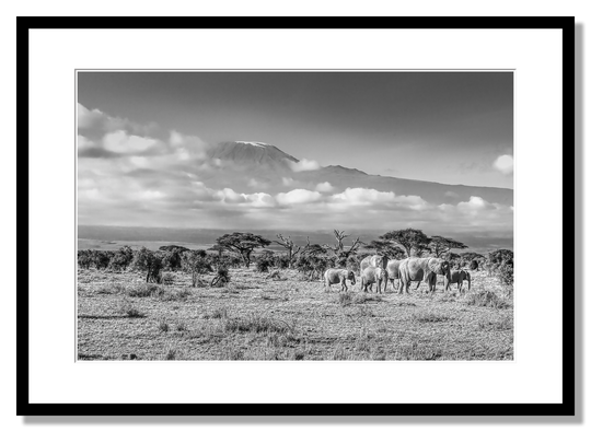 The Elephants of Amboseli