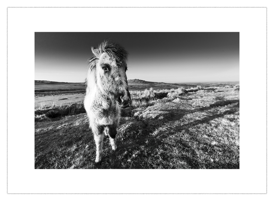Morning On The Moor